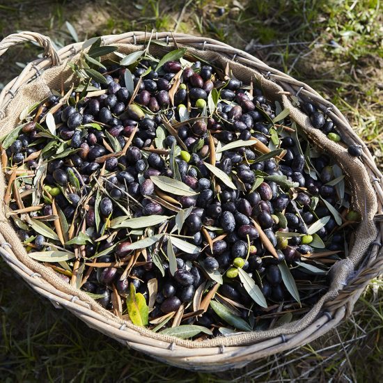 Rodogallo House Olio-0460