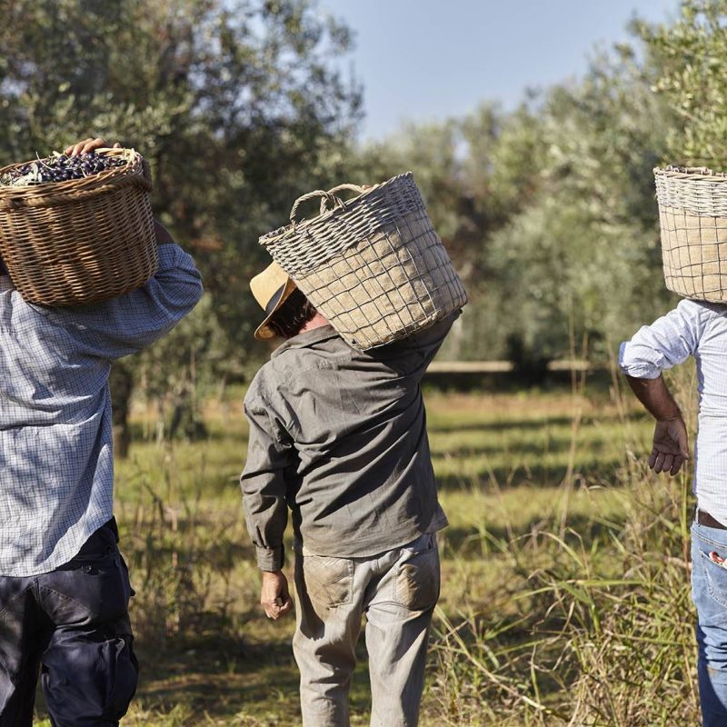 house-of-rodogallo-raccolta-olive