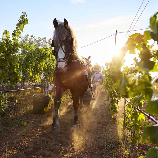 house-of-rodogallo-viti